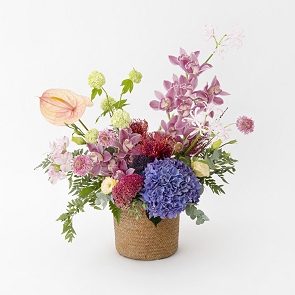 HLB47 CARLA 開張花籃